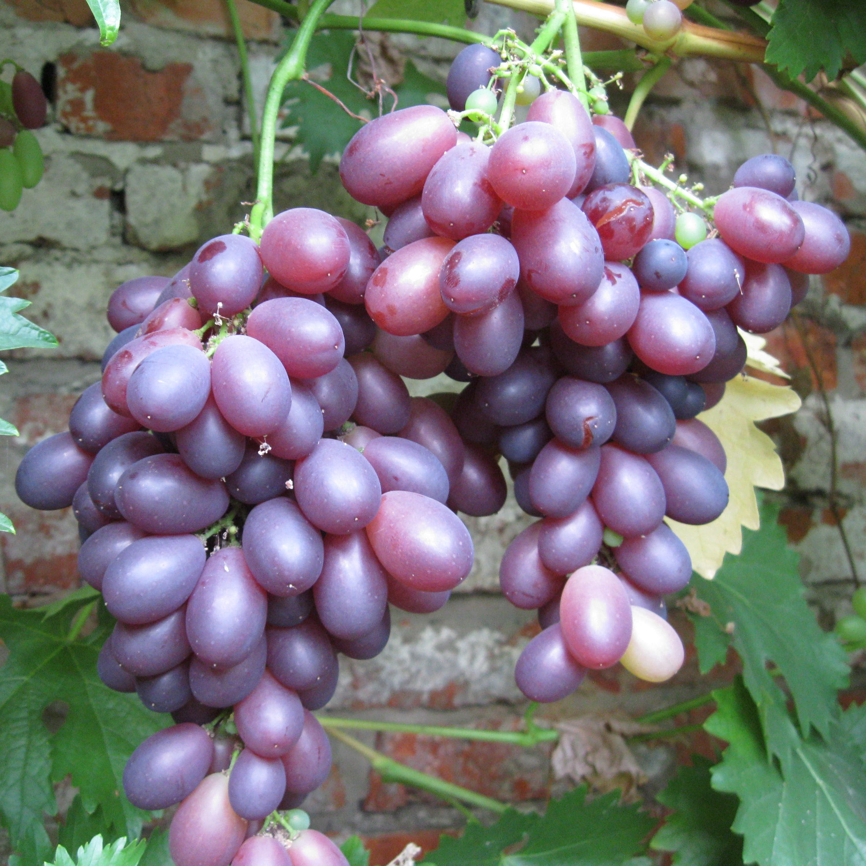 Сорт винограда бастра