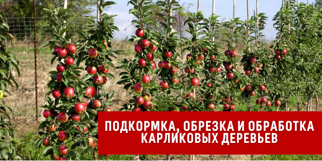 Подкормка, обрезка и обработка карликовых деревьев🌳