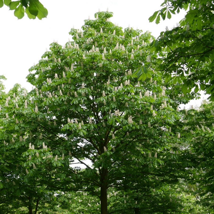 Конский каштан обыкновенный, С3 - Dolina-Sad.Ru