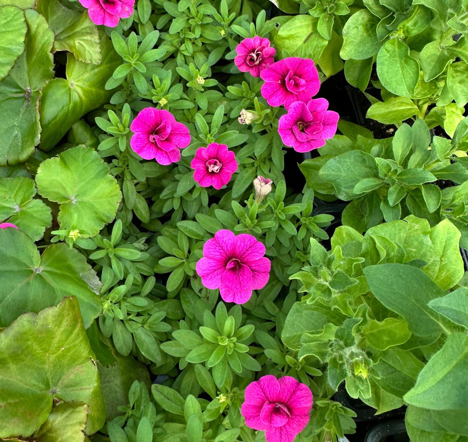 Калибрахоа Алоха Дабл Пурпл - Dolina-Sad.Ru