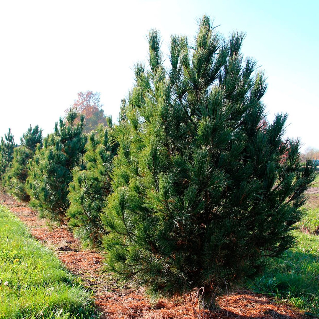 Сосна Кедровая европейская (Pinus Cembra) 