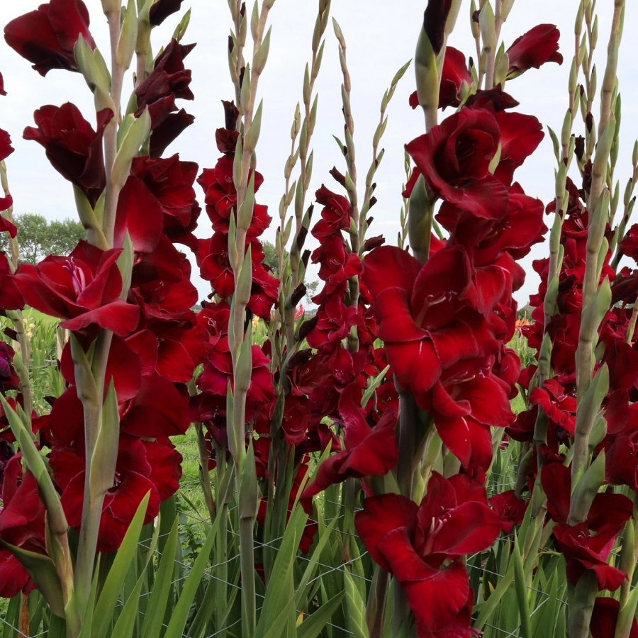 Гладиолус Фэт Бой - Dolina-Sad.Ru