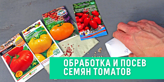 Обработка и посев семян томатов 🍅