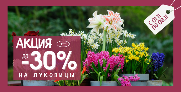 🌷 Луковичные по суперцене! 🌷 Только до 08.11 скидка 30%