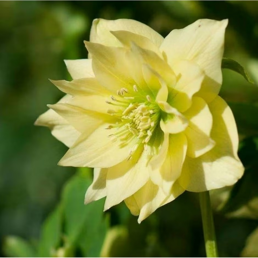 Морозник Дубль Еллоу Морозник Дубль Еллоу - Dolina-Sad.Ru