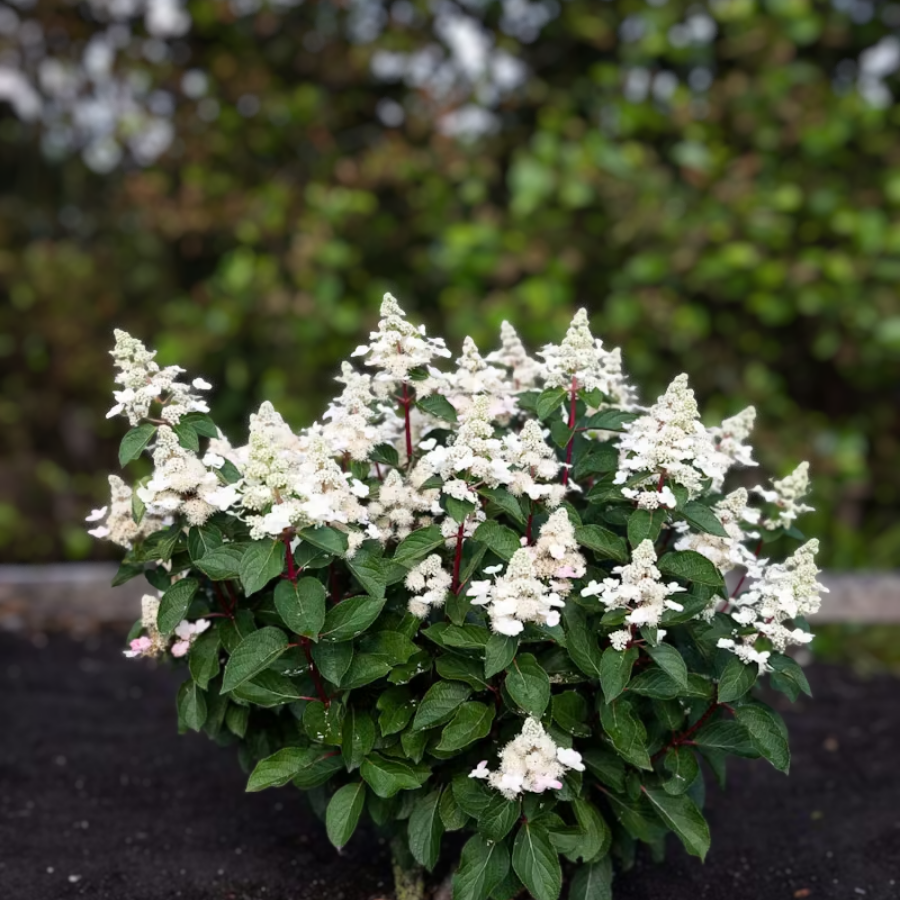 Гортензия метельчатая Инфинити, С2 - Dolina-Sad.Ru