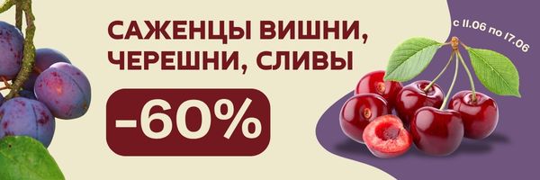слива вишня черешня