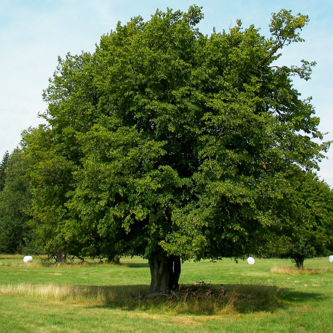 Граб обыкновенный дерево