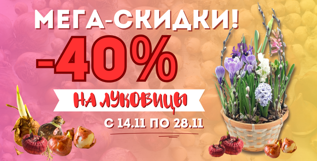 🔥МЕГА-РАСПРОДАЖА. ЛУКОВИЦЫ -40%🌷 ЗАВЕРШЕНА