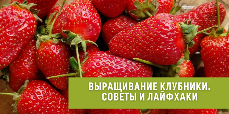 Выращивание клубники. Советы и лайфхаки