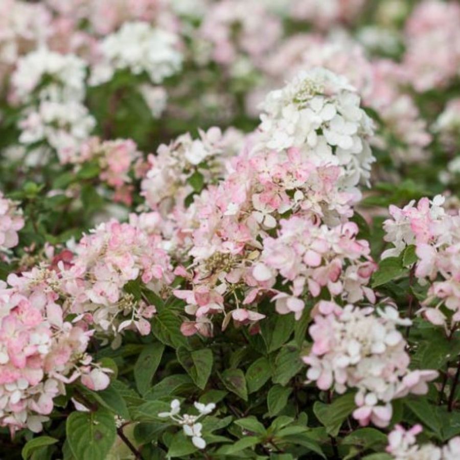 Гортензия метельчатая Даймонд Руж / Рендиа, С2 - Dolina-Sad.Ru