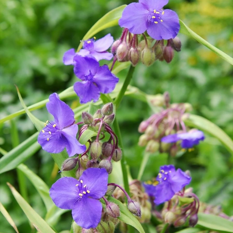 Традесканция андерсона Леонора - Dolina-Sad.Ru