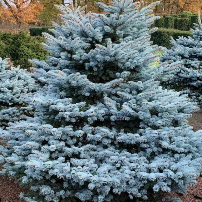 Ель колючая (Picea pungens glauca globosa). Ель колючая Блю Сидлинг.