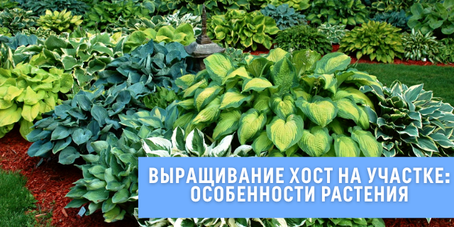 Находка для затененных участков: зеленый хостарий! 🌿🍀