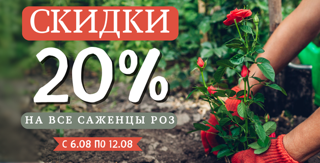 🌹 АКЦИЯ НА ВСЕ САЖЕНЦЫ РОЗ -20% 🔥