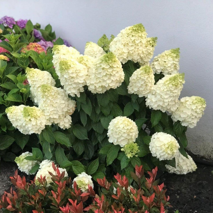 Гортензия метельчатая Мэджикал Мун Бланк Гортензия метельчатая Мэджикал Мун Бланк - Dolina-Sad.Ru