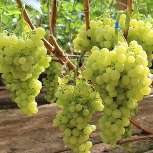 Подарок шатилова виноград описание и фото