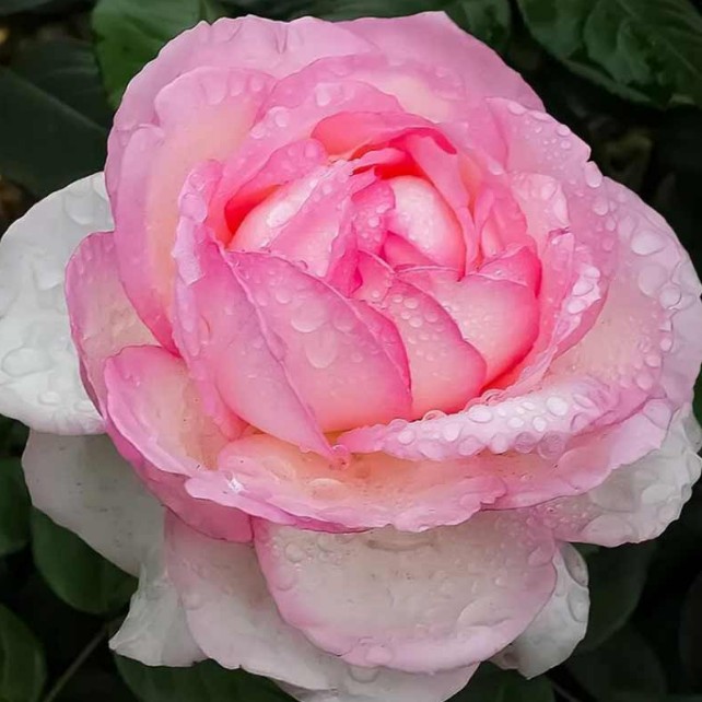 Роза розенштадт фрайзинг фото и описание