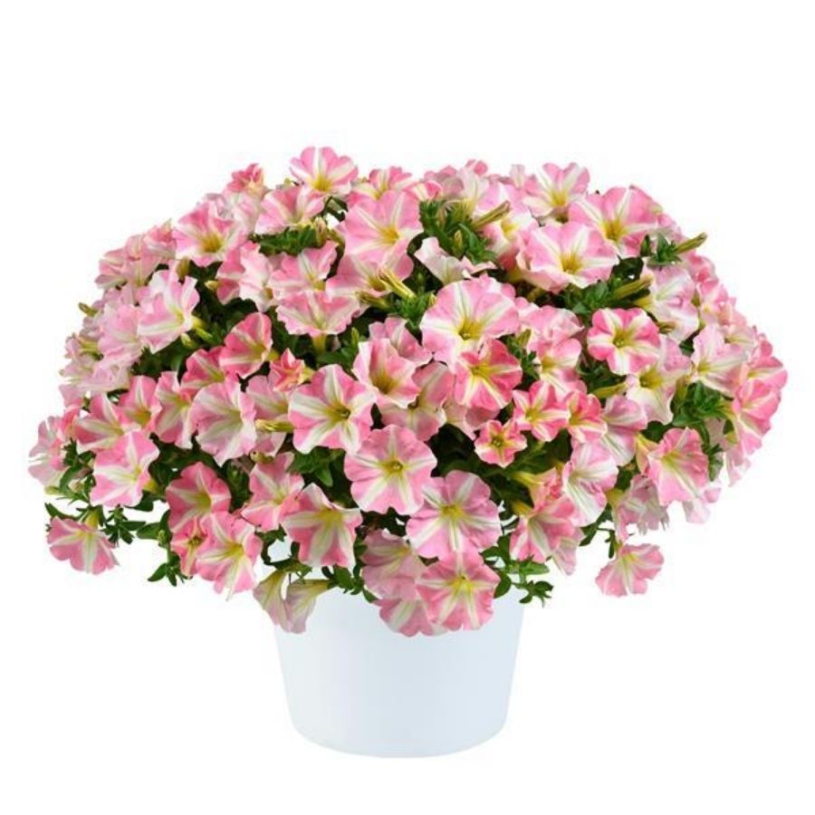 Петуния Аморе Принцесс Пинк - Dolina-Sad.Ru