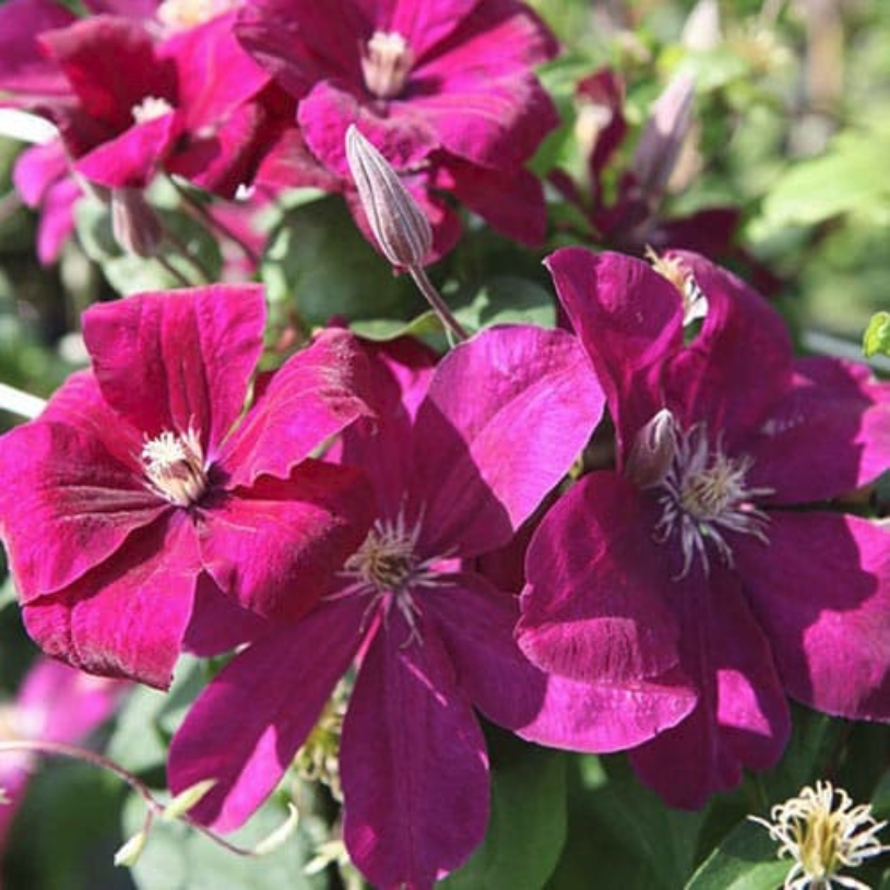 Клематис руж. Клематис rouge Cardinal. Клематис rouge Cardinal (Руж Кардинал). Клематис (Clematis rouge Cardinal). Клематис гибридный Рудж Кардинал.