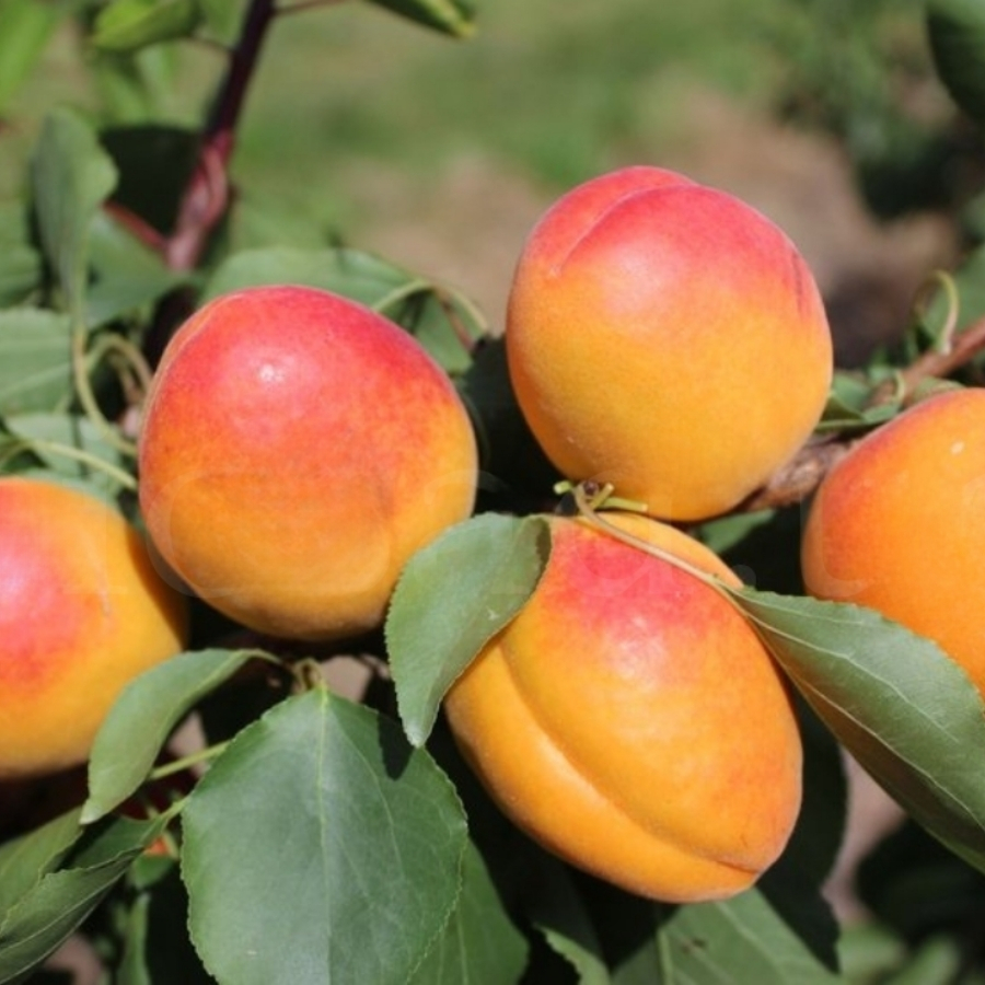 Абрикос Новосадская Абрикос Новосадская - Dolina-Sad.Ru