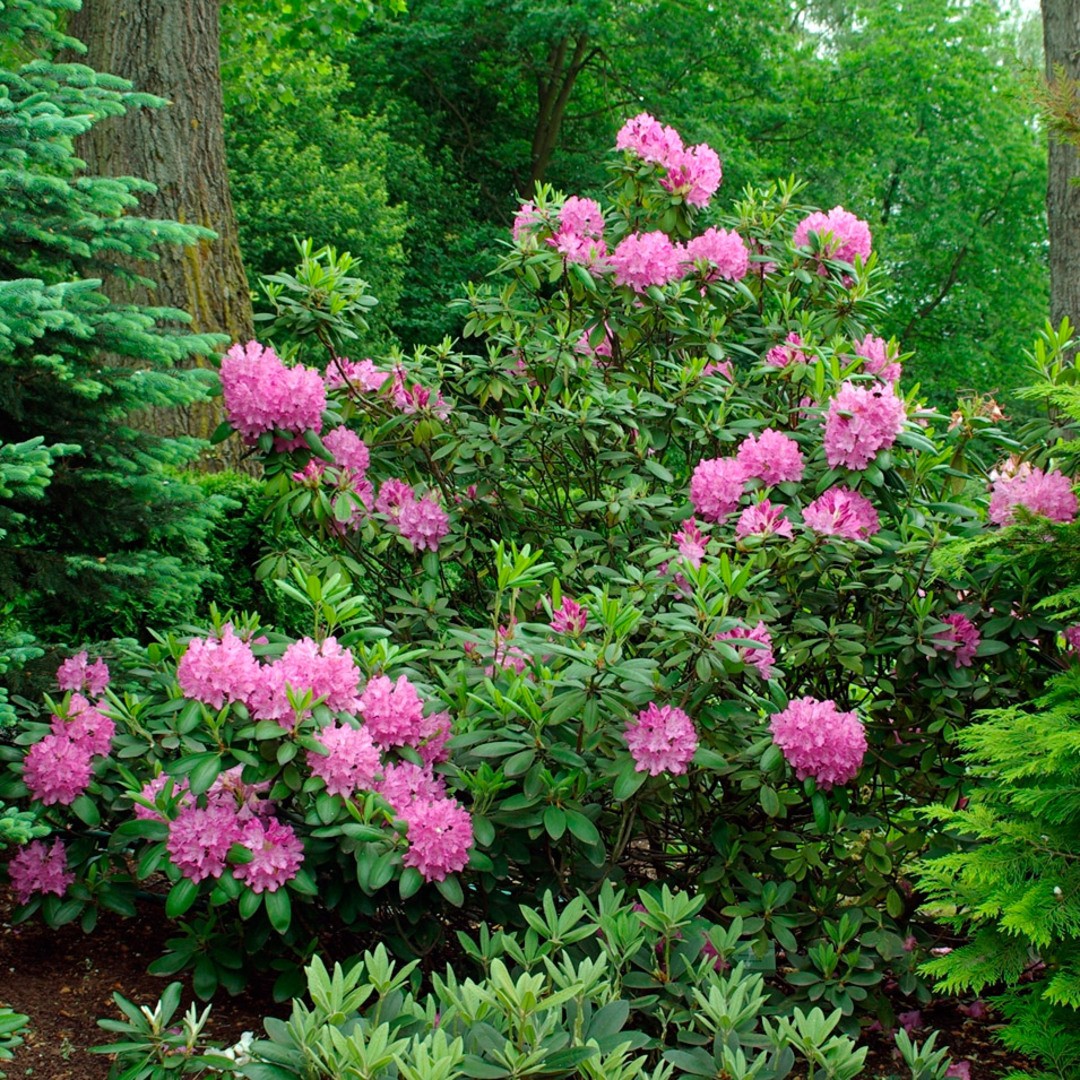 Rhododendron p.j.m. Regal