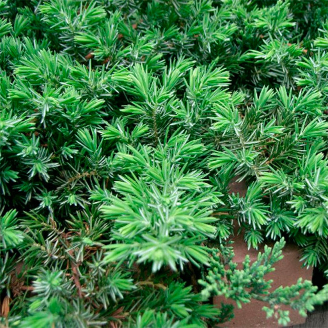 Juniperus conferta Golden Wings