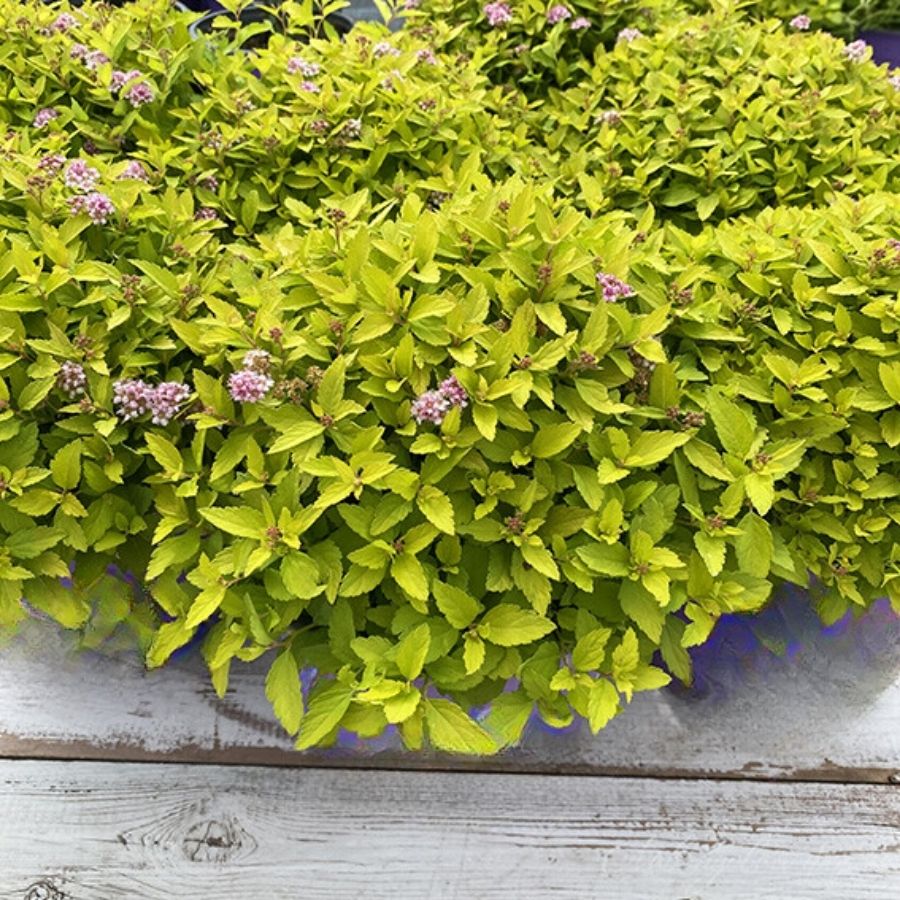 Спирея Зен Спирит Голд, С2 - Dolina-Sad.Ru