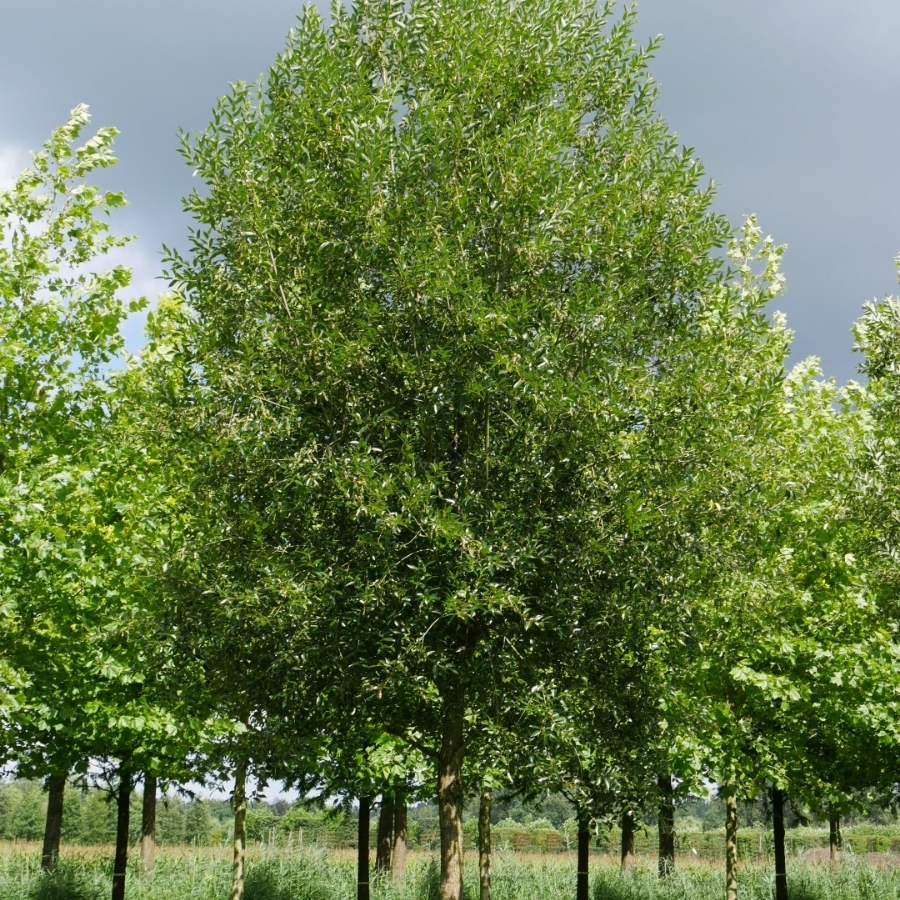 Ива ломкая, С3 - Dolina-Sad.Ru