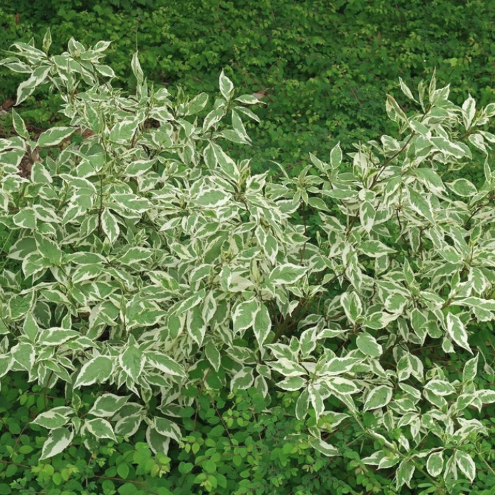 Дёрен белый (Cornus alba) "Сибирика Вариегата" 3л. купить в Екатеринбурге по выг