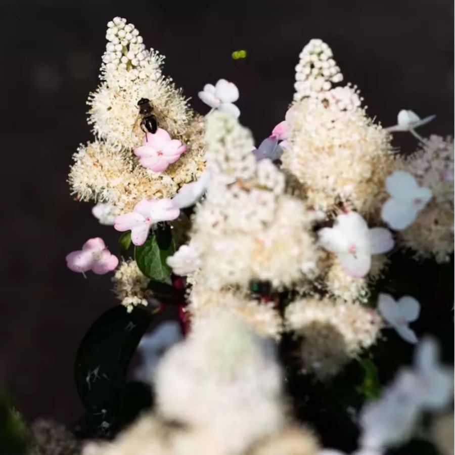 Гортензия метельчатая Инфинити, С3 Гортензия метельчатая Инфинити, С3 - Dolina-Sad.Ru