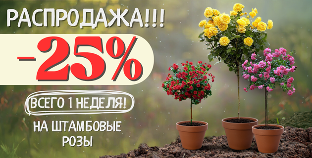 🔥 Акция на штамбовые розы! -25%!!!🌹