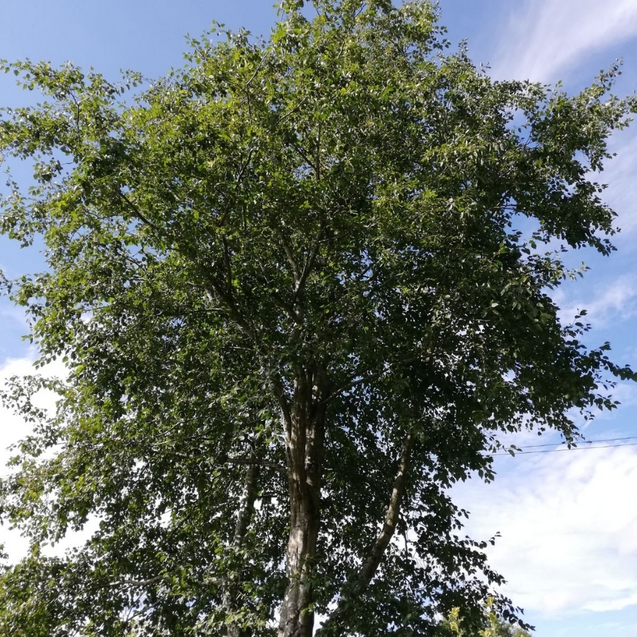 Ольха серая, С3 - Dolina-Sad.Ru