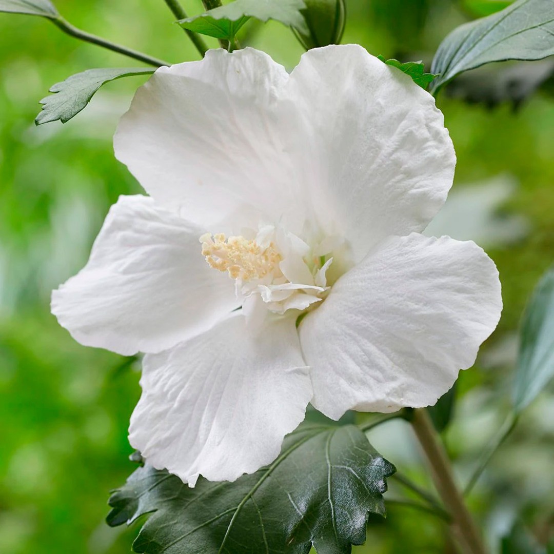 Гибискус сирийский Flower Tower White