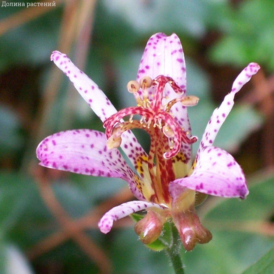 Трициртис формозский столонифера - Dolina-Sad.Ru