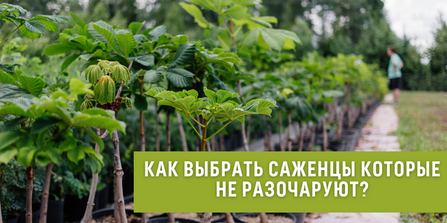 Как выбрать саженцы которые не разочаруют?