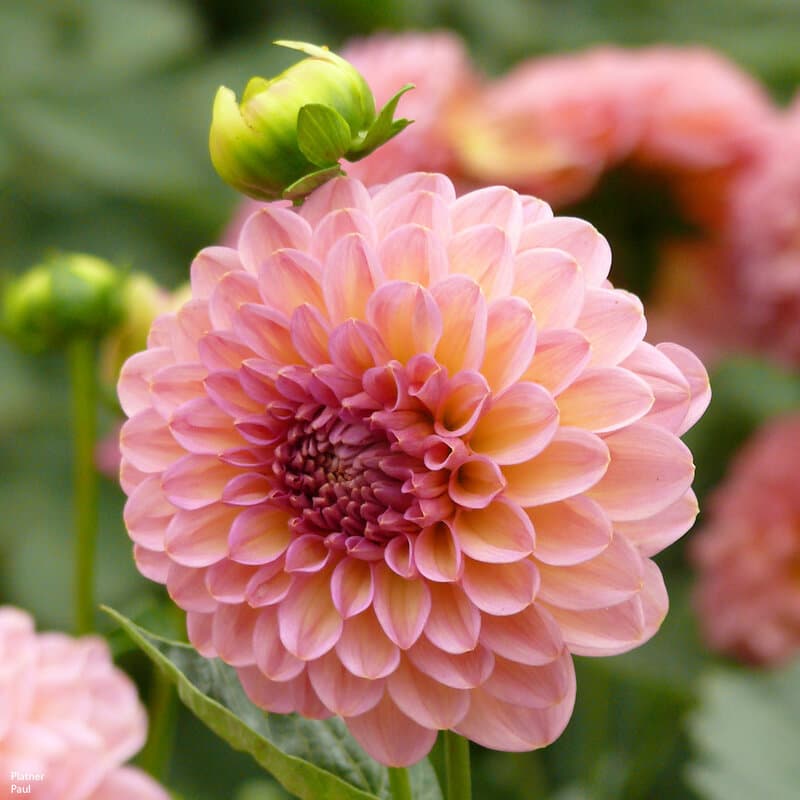 Георгины Dahlia