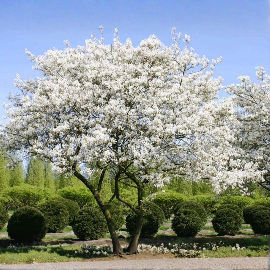 Ирга Ламарка, С3 - Dolina-Sad.Ru