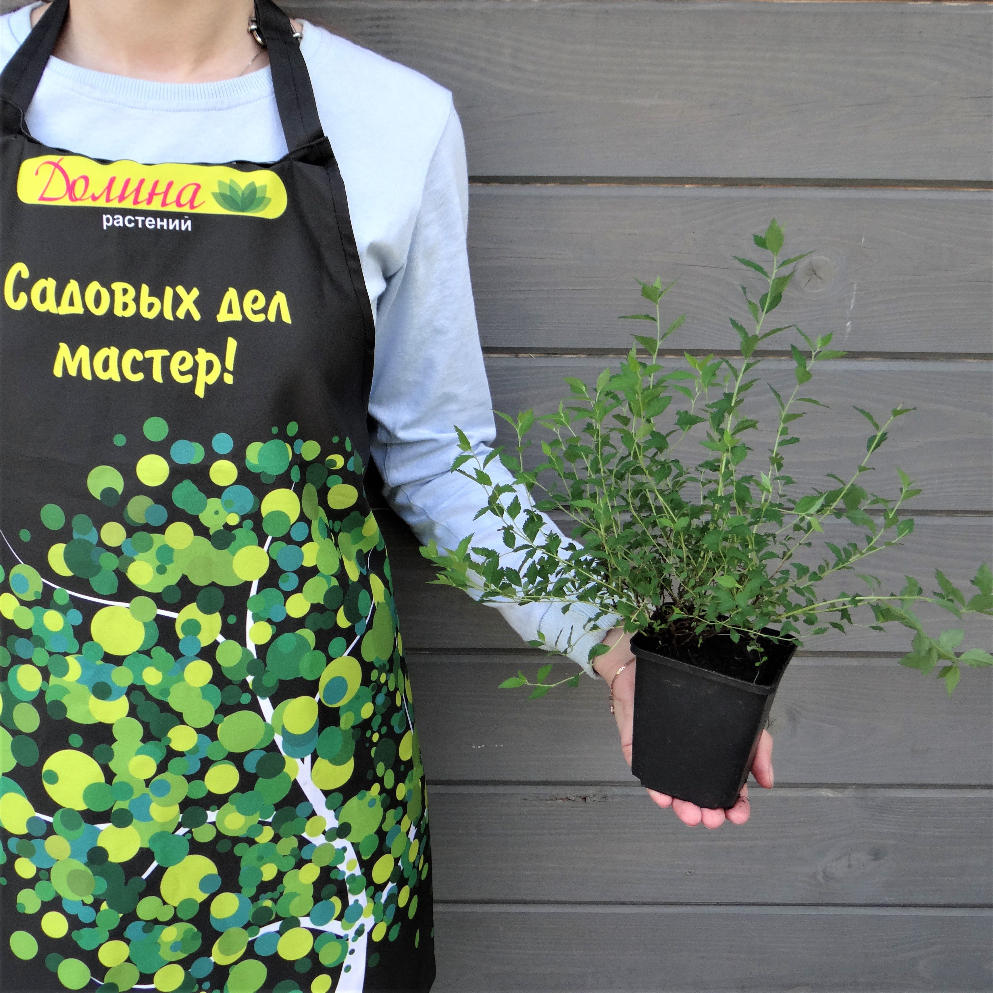Спирея японская Нана, С3 - Dolina-Sad.Ru
