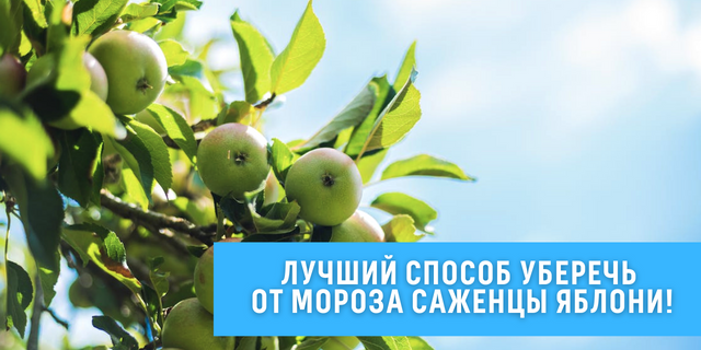 Лучший способ уберечь от мороза саженцы яблони🍏🌿