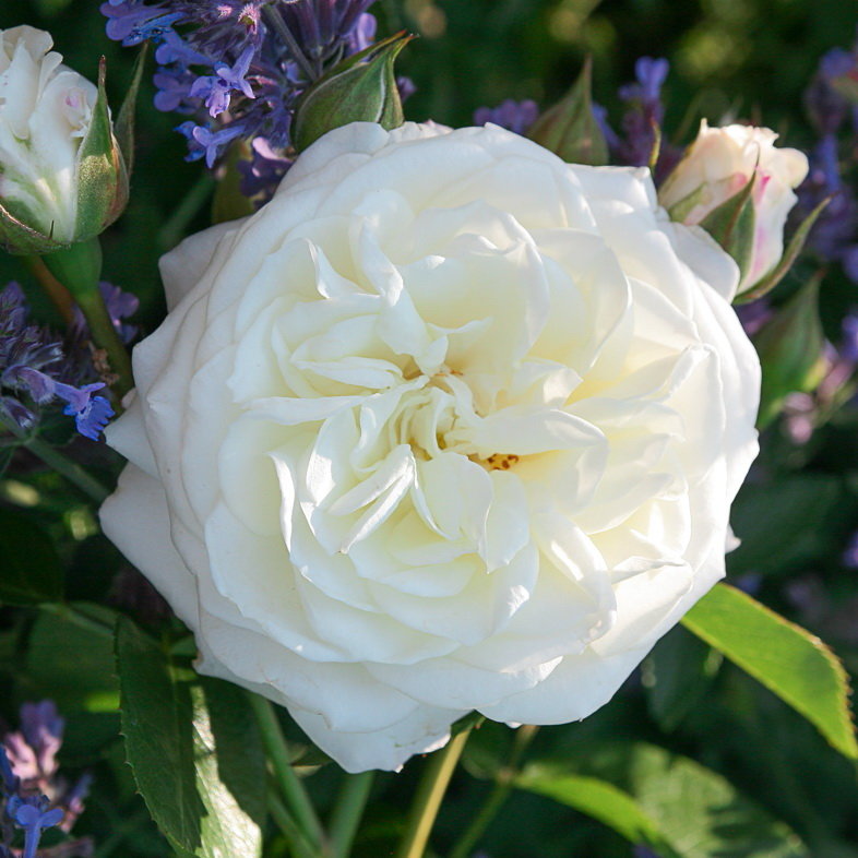 Алабастер роза фото и описание