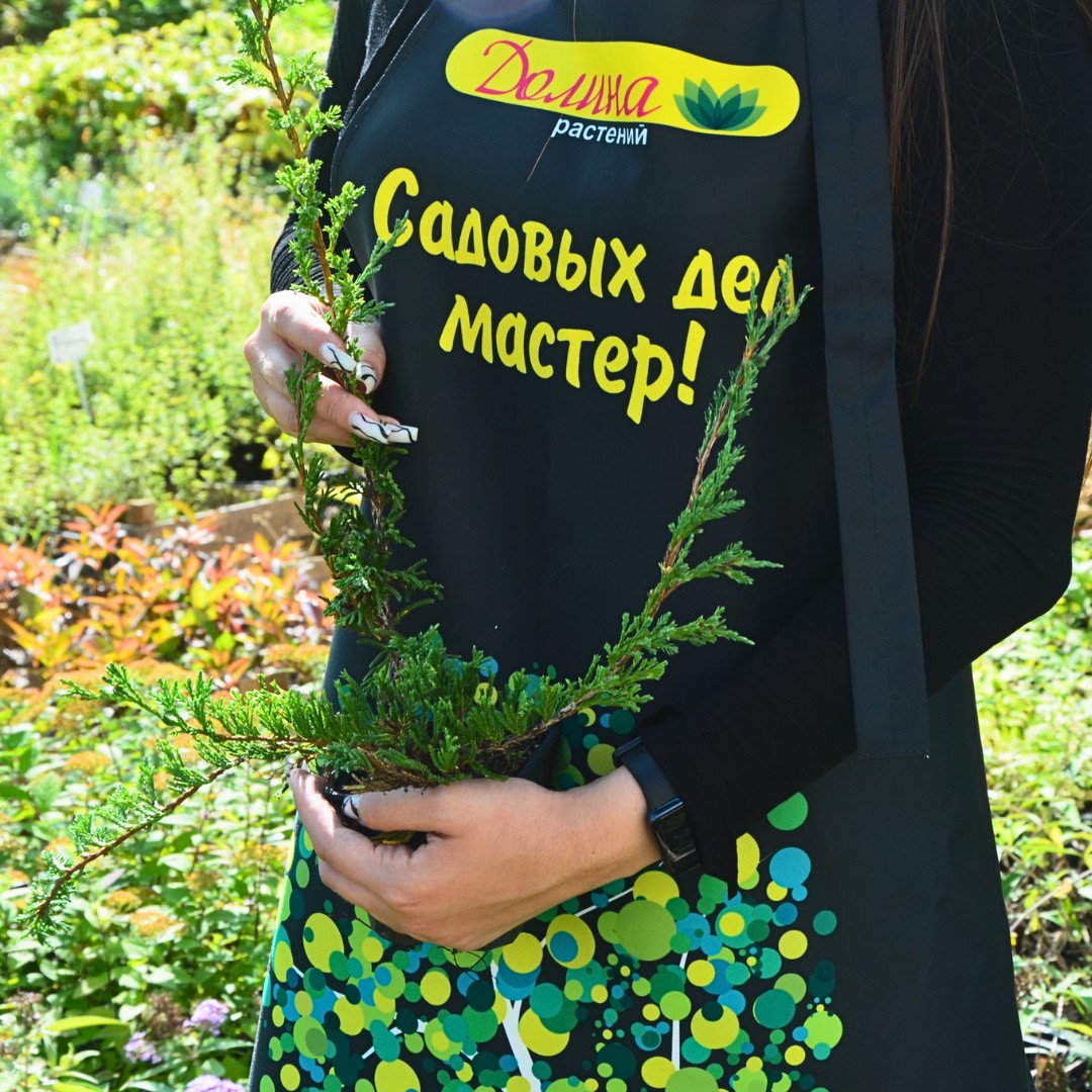 Можжевельник горизонтальный Прострата, С3 - Dolina-Sad.Ru