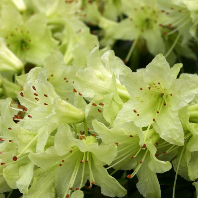 Рододендрон зеленый. Рододендрон гибридный Шемрок. Рододендрон keiskei (сорт 'Shamrock'). Rhododendron keiskei. Рододендрон Шемрок зимостойкость.