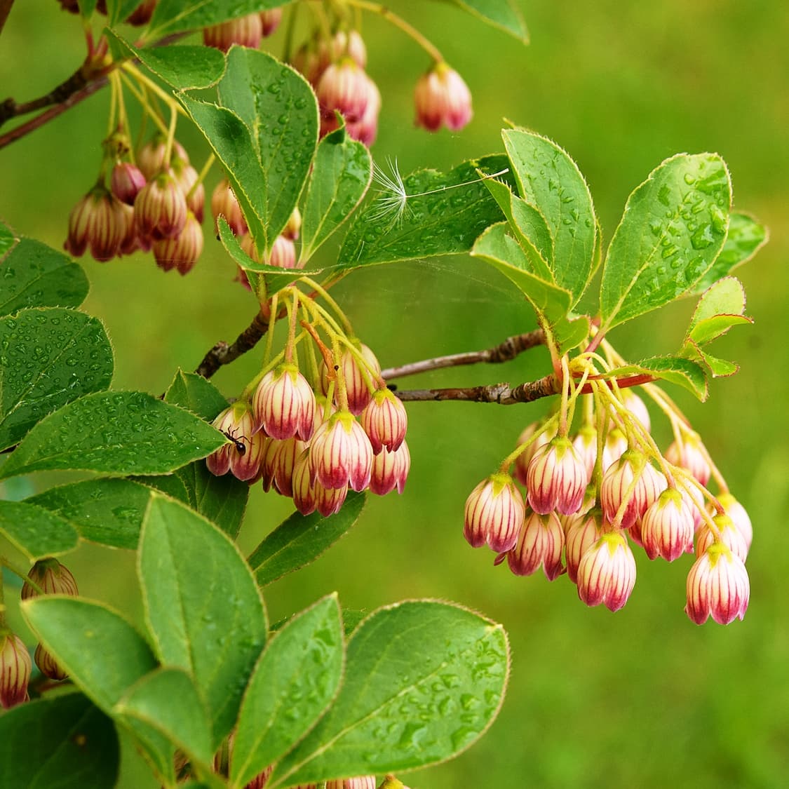 Enkianthus campanulatus