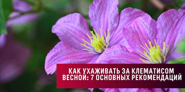 Как ухаживать за клематисом весной. 7 основных рекомендаций