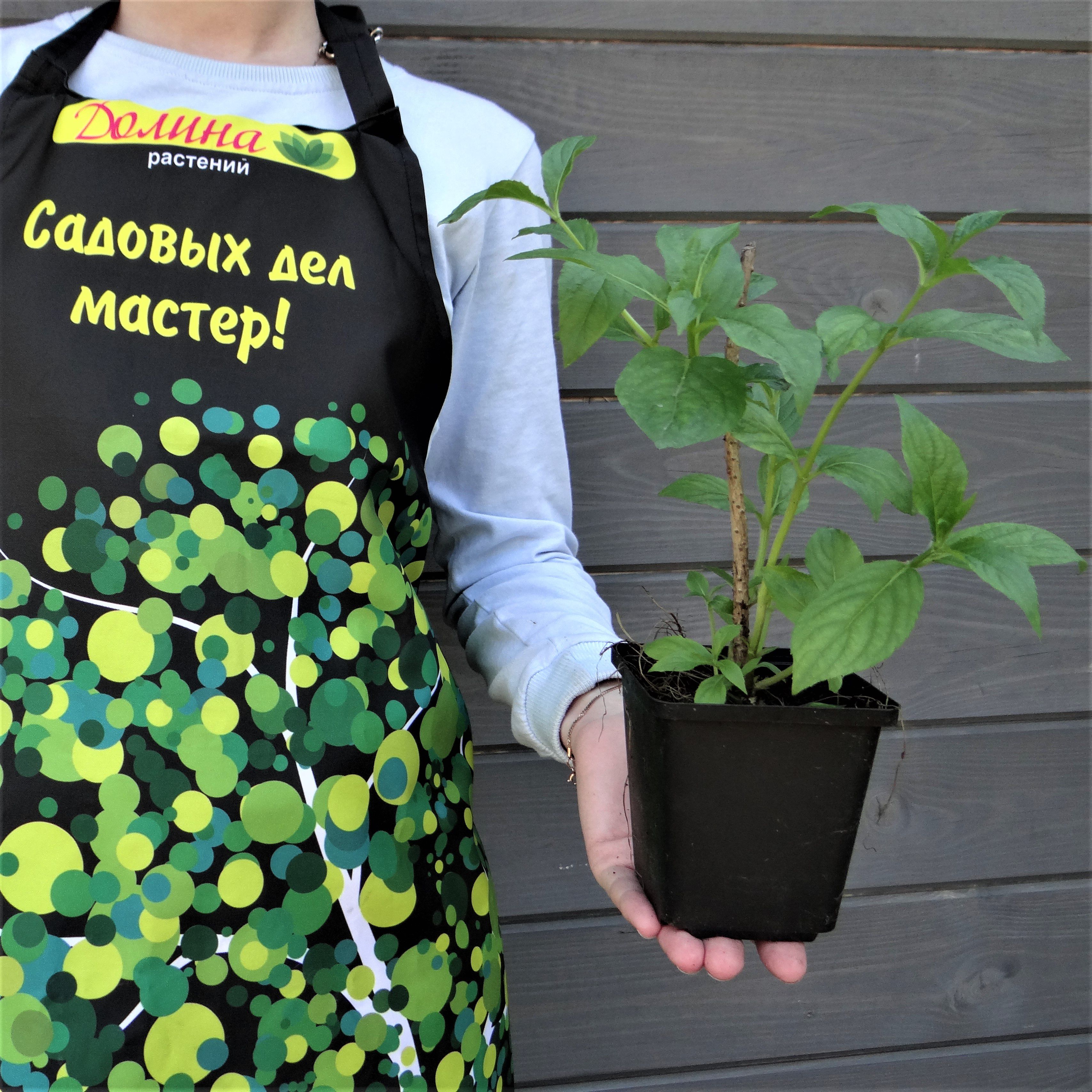 Вейгела Бристол Руби, С3 - Dolina-Sad.Ru