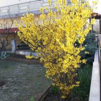 Форзиция промежуточная Курталин, С3 Форзиция промежуточная Курталин, С3 - Dolina-Sad.Ru