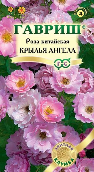 Роза китайская  Крылья ангела* 5 шт. серия Элитная клумба фото