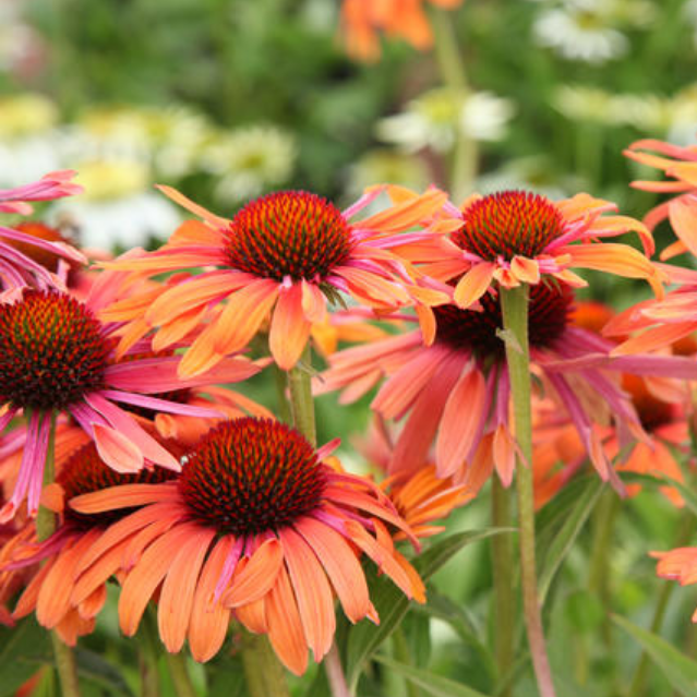 Эхинацея хот. Эхинацея пурпурная. Эхинацея пурпурная (Echinacea purpurea). Эхинацея пурпурная lakote Orange. Эхинацея Лакота оранж.