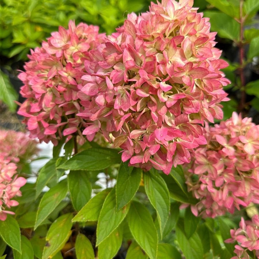 Гортензия метельчатая Би Грин, С2 - Dolina-Sad.Ru